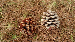 Pinus pinea
