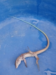 Aspidoscelis tigris