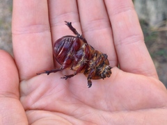 Oryctes nasicornis corniculatus