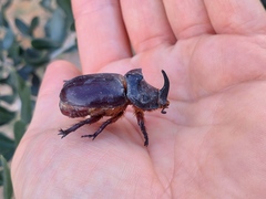 Oryctes nasicornis corniculatus