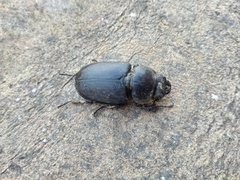 Lucanus
