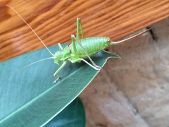 Ephippiger perforatus