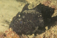 Antennarius striatus