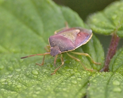 Piezodorus lituratus