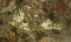 Lethrinus genivittatus