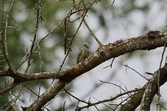 Chloropicus fuscescens