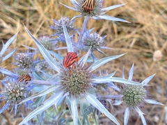 Graphosoma semipunctatum