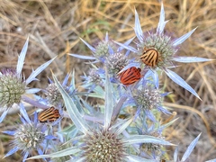 Graphosoma semipunctatum