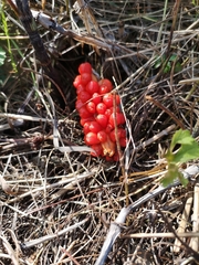 Arum italicum