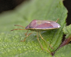 Piezodorus lituratus