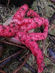 Clathrus archeri