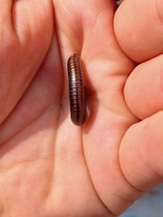 Ommatoiulus sabulosus