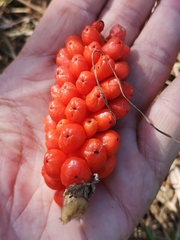 Arum italicum