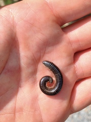 Ommatoiulus sabulosus