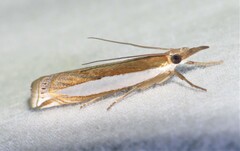Crambus leachellus