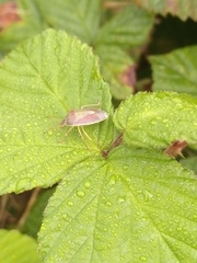 Piezodorus lituratus