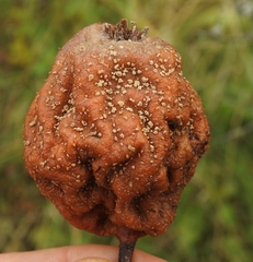 Monilinia fructigena