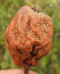 Monilinia fructigena