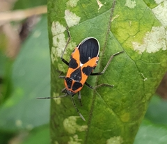 Tropidothorax leucopterus