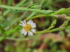 Symphyotrichum subulatum