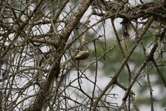 Chloropicus fuscescens