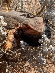 Pogona vitticeps