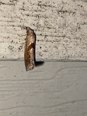 Pelochrista dorsisignatana