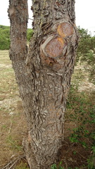 Pinus halepensis