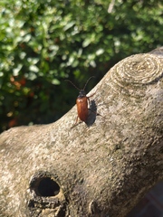 Cebrio