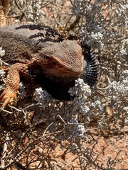 Pogona vitticeps