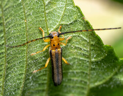Oberea tripunctata