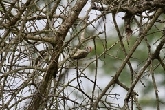 Chloropicus fuscescens