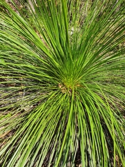 Xanthorrhoea