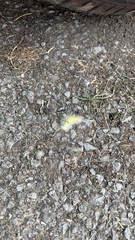 Calliteara pudibunda