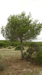 Pinus halepensis