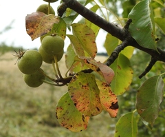 Pyrus