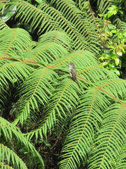 Myiarchus cephalotes