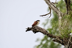 Centropus superciliosus burchellii
