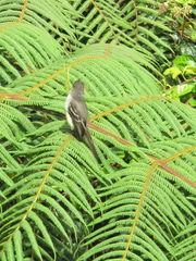 Myiarchus cephalotes