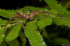 Heteropodinae