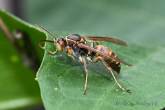 Polistes snelleni