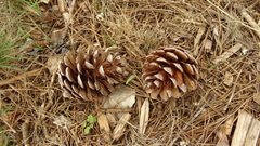 Pinus halepensis