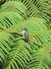 Myiarchus cephalotes