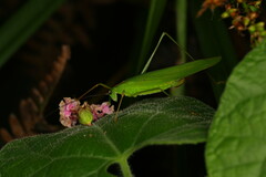Tettigoniidae
