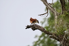 Centropus superciliosus burchellii