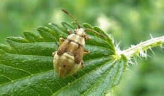 Stictopleurus punctatonervosus