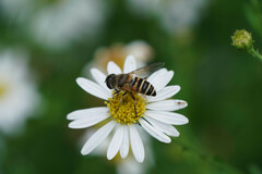 Eristalis cerealis