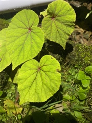 Begonia grandis