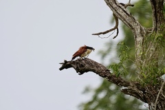 Centropus superciliosus burchellii