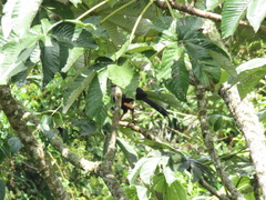 Chamaepetes goudotii